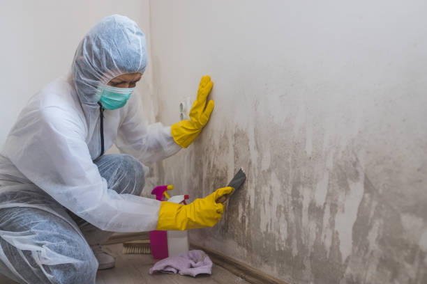 Best Mold Odor Removal Services  in Pine Ridge, SC