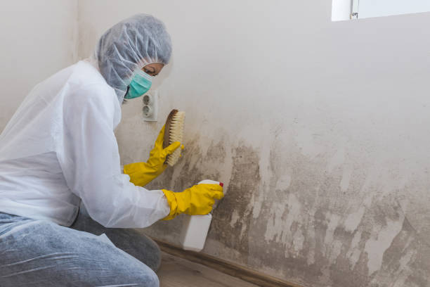 Biohazard Mold Removal in Pine Ridge, SC