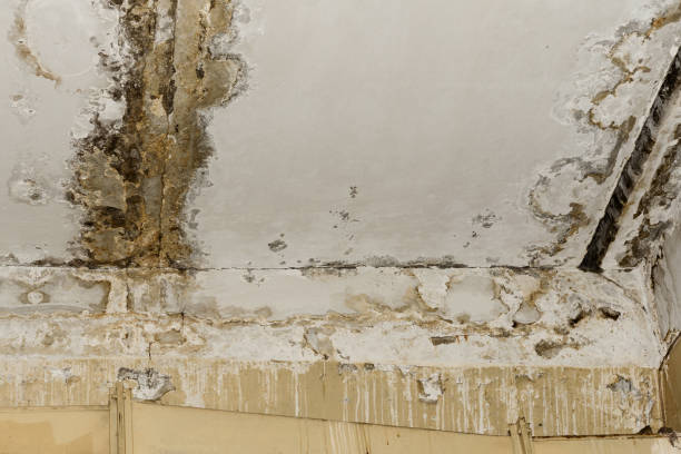 Mold Remediation for Rental Properties in Pine Ridge, SC