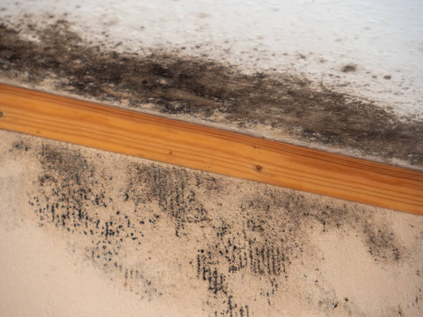 Reliable Pine Ridge, SC Mold Removal Solutions