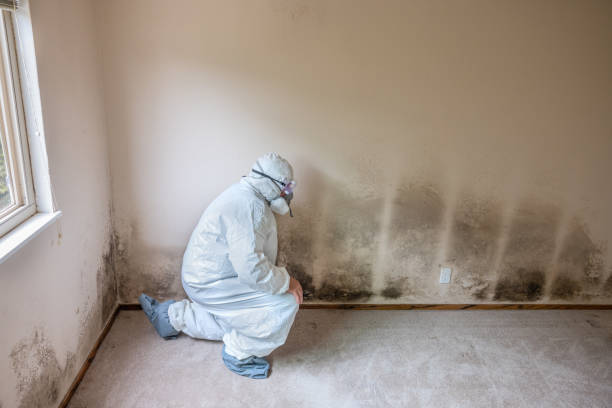 Best Basement Mold Removal  in Pine Ridge, SC