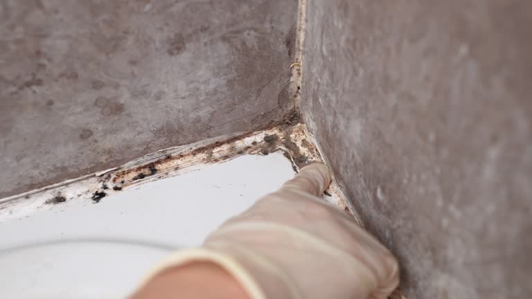 Best Post-Construction Mold Inspection  in Pine Ridge, SC